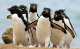 What type of Business Funding Animal are you?