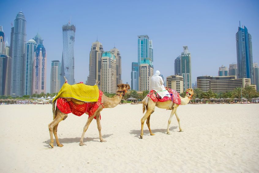 dubai camel on the town scape backround, united arab emirates