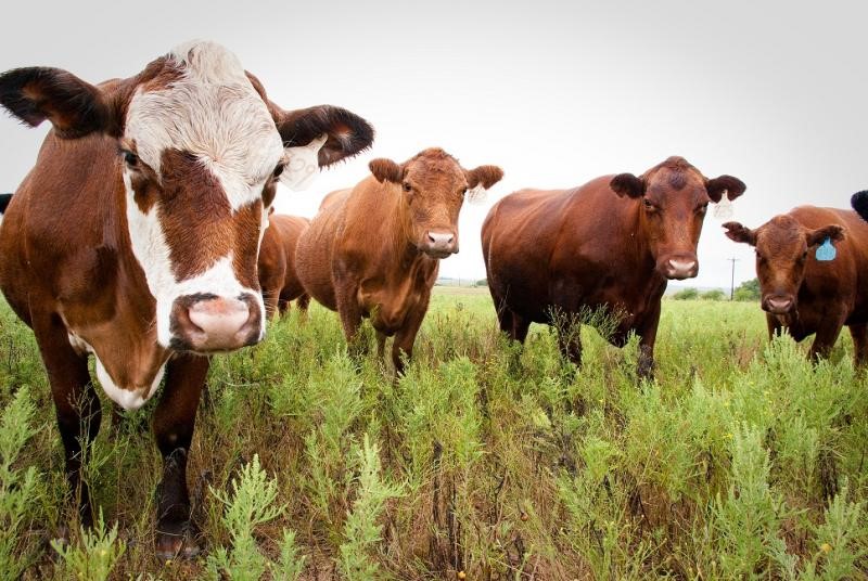 cows