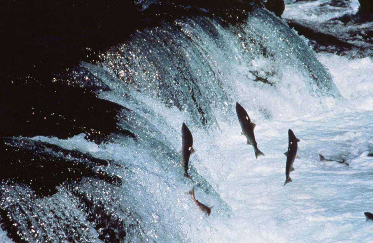 “Signal of Intent”: Britain Withdraws from the London Fisheries Convention