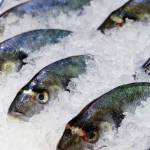 frozen fish stock finance