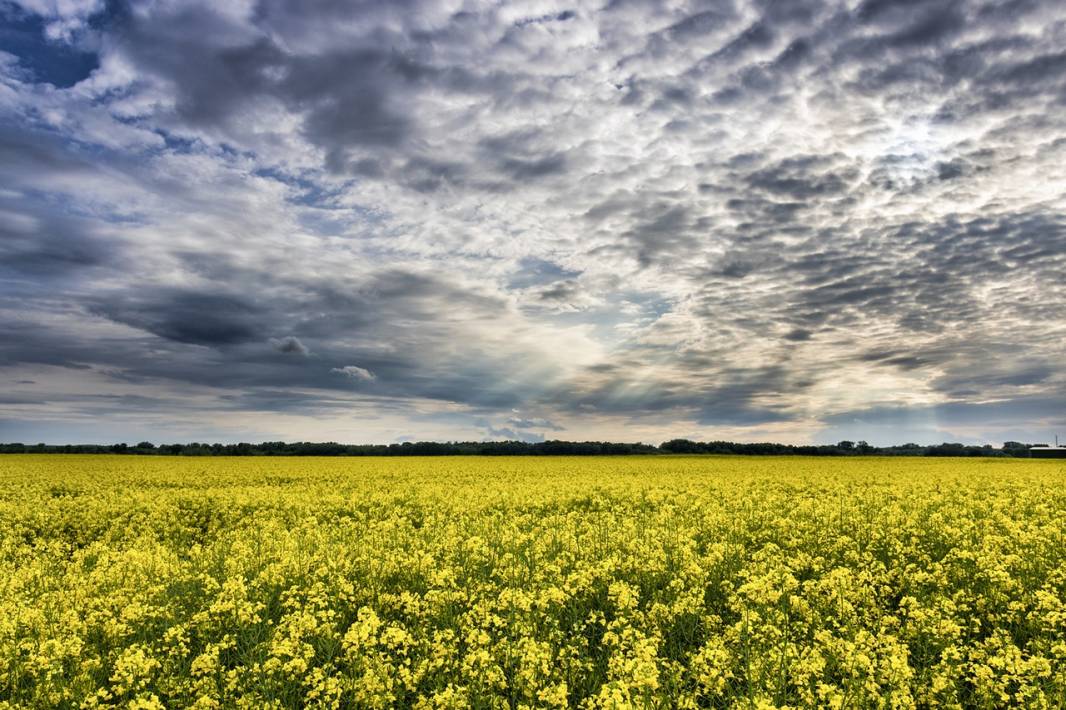 Why are agricultural market information systems so important for trade?