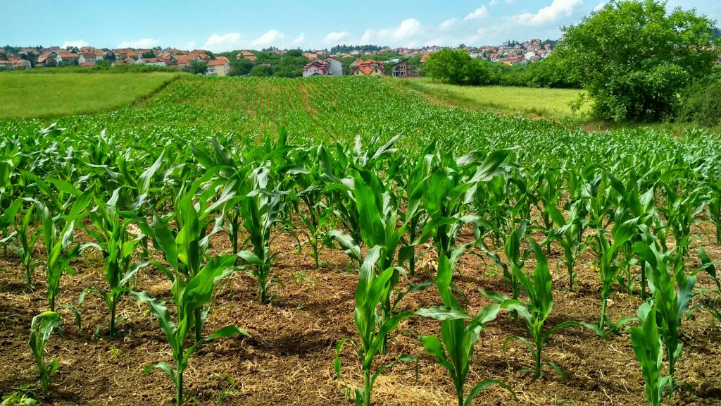 All You Need To Know About Corn