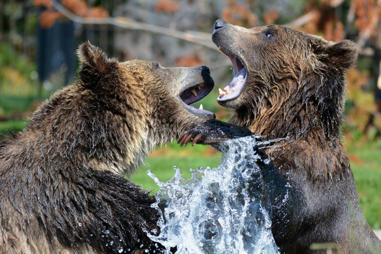 Bears Have Come For The Yuan