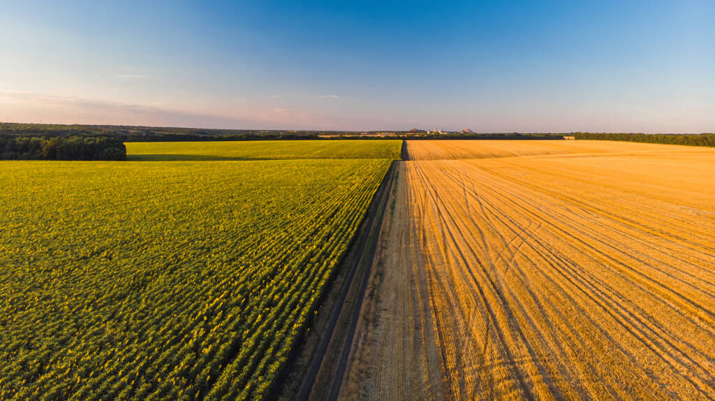 Colorful farm fields from above. Sunflower, wheat, rye and corn