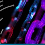 Is DLT the new foundation for interoperable transactions in banking