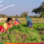 Agribusiness and India’s place in global supply chains