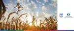 Dried corn crops in a field under a bright sky with European Bank for Reconstruction and Development (EBRD) and London 2025 logos.