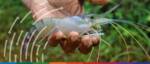 Crustaceans at the crux Bangladesh’s fraught shrimp trade