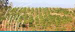 Kenyan fintech facilitates agricultural loans via rated debt instruments.