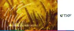 TXF logo beside a close-up, sun-drenched view of a golden wheat field with digital trade data and percentage trends overlaid.