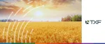 TXF logo beside a vast, golden wheat field at sunset, representing global agricultural commodity trade.